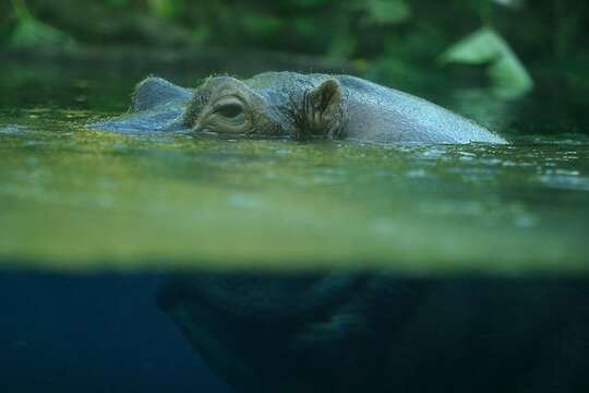 Image of Common Hippopotamus