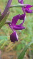 Image of Anacamptis laxiflora subsp. laxiflora
