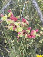 Image of Yellow Leschenaultia