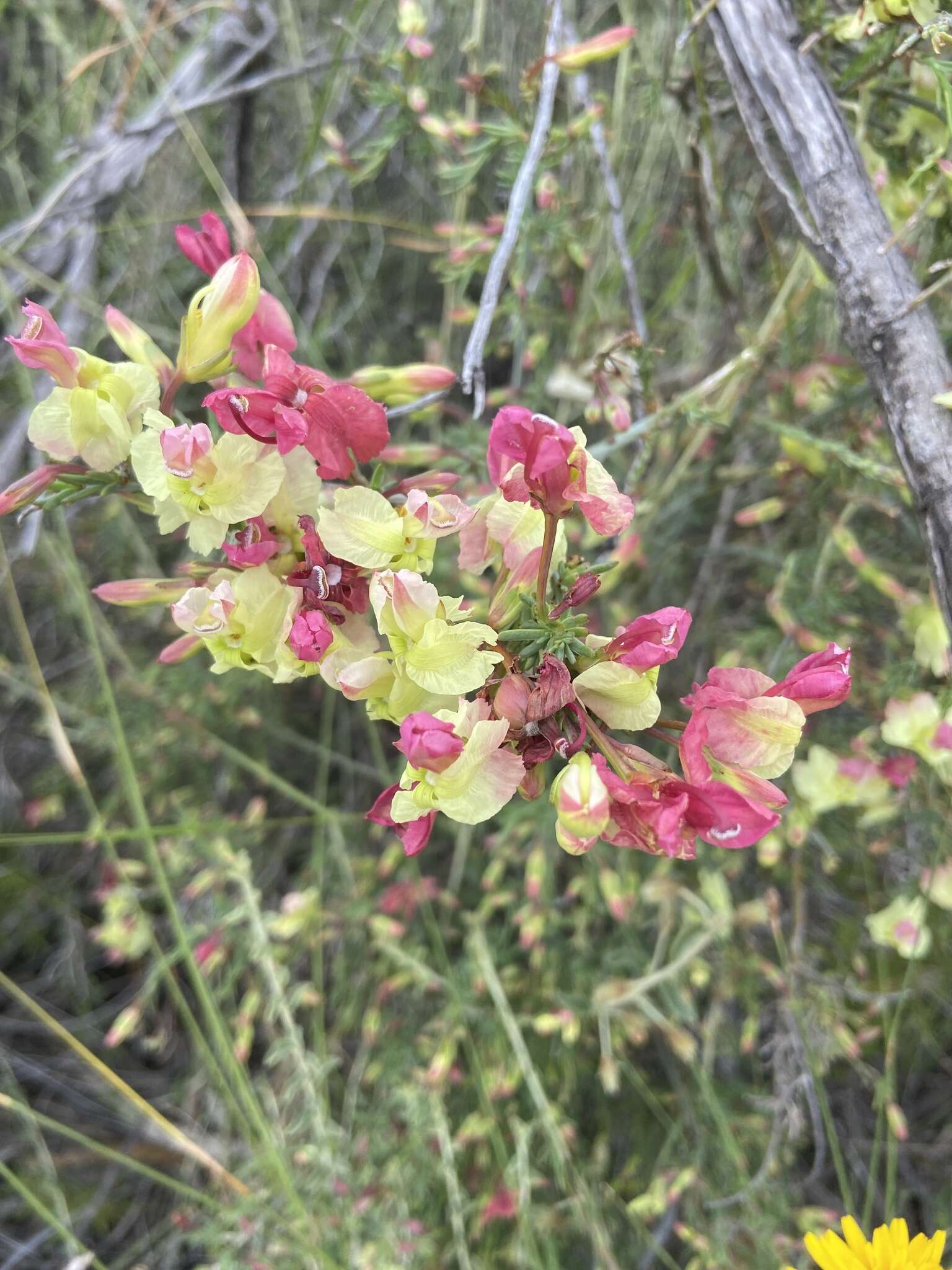 Image of Yellow Leschenaultia