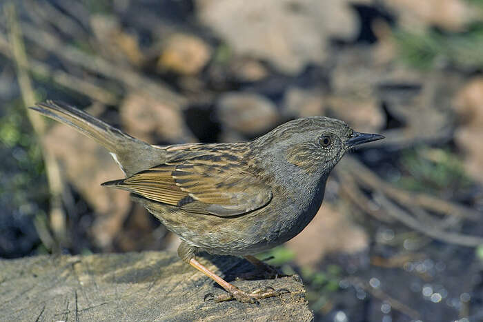 Image of Dunnock