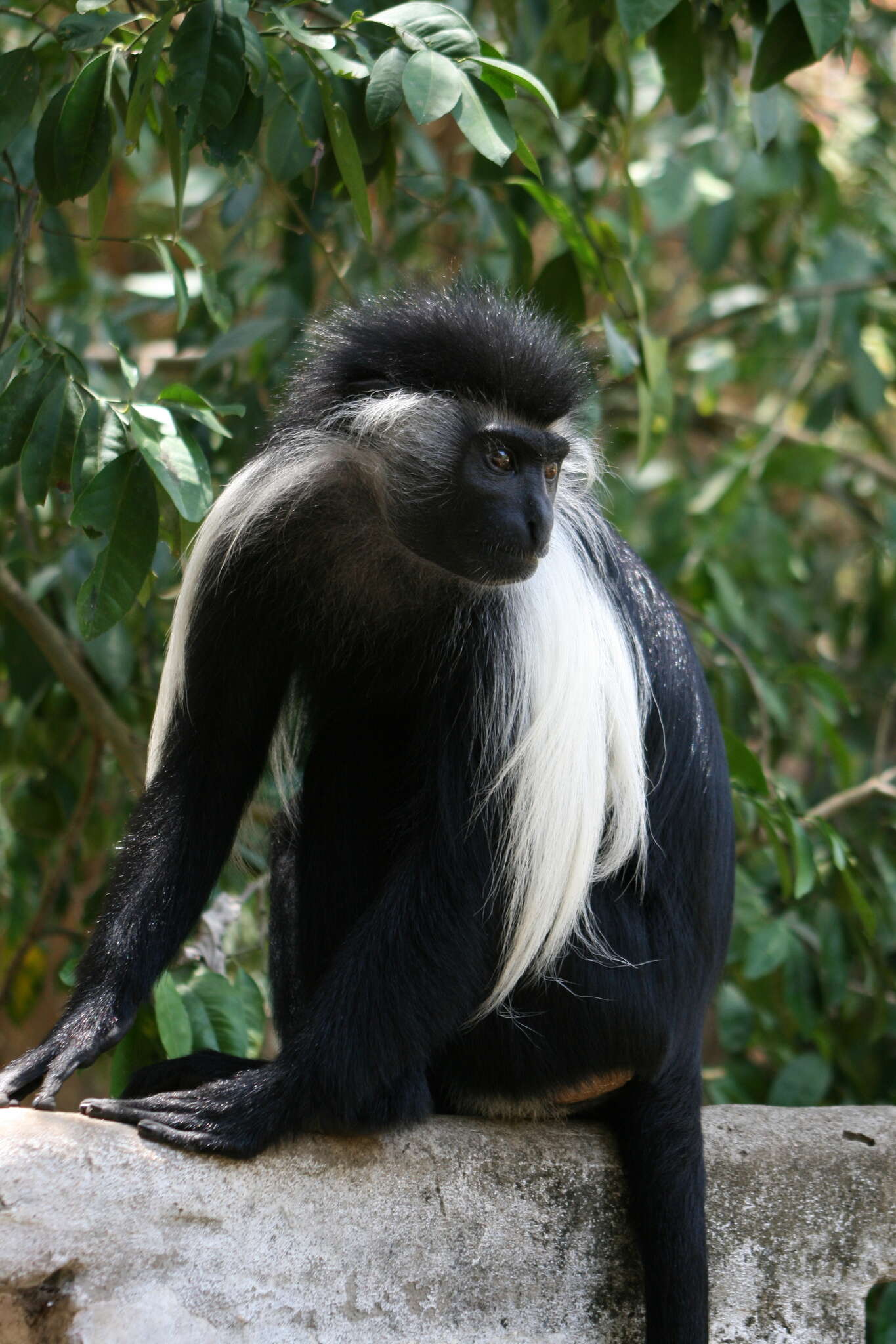 Colobus angolensis palliatus Peters 1868 resmi