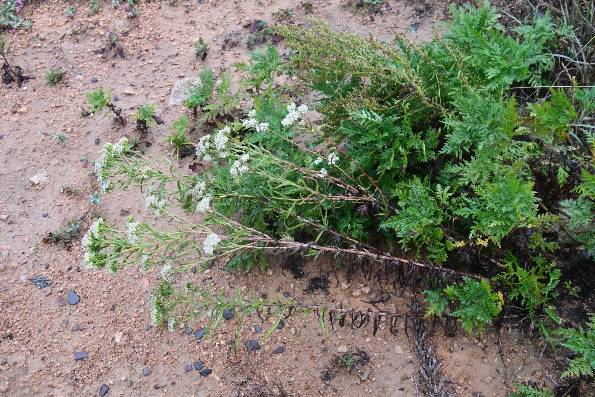 Achillea ptarmicoides Maxim. resmi