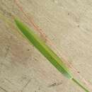 Image of common carpetgrass