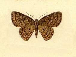 Image of Cyclophora urcearia