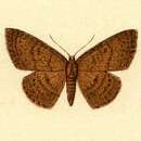 Image of Anisodes subpallida Warren 1900