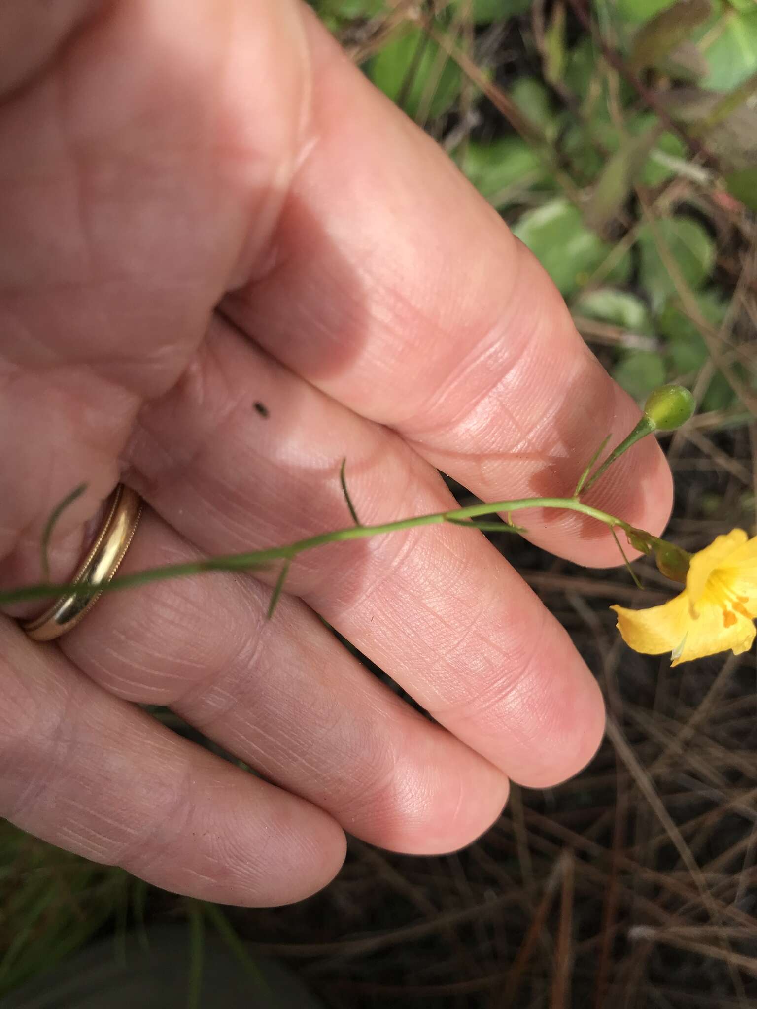 Image of Pitted Stripeseed