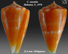 Image of Conus sazanka