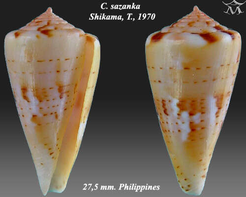 Image of Conus sazanka