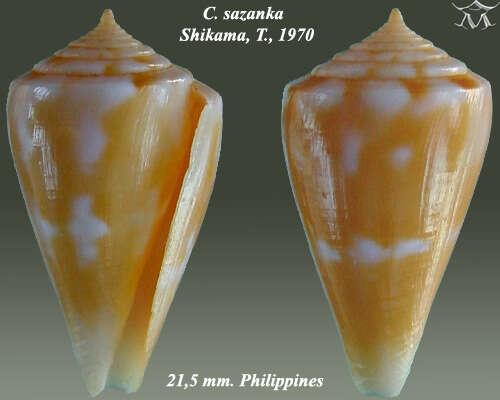 Image of Conus sazanka