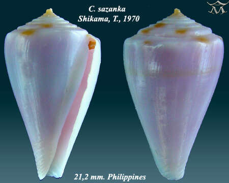 Image of Conus sazanka