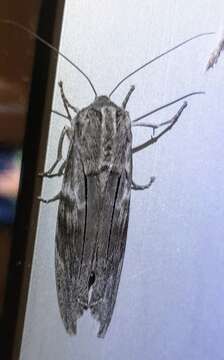 Image of Capusa cuculloides Felder 1868