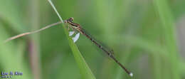 Image of Platycnemis phyllopoda Djakonov 1926