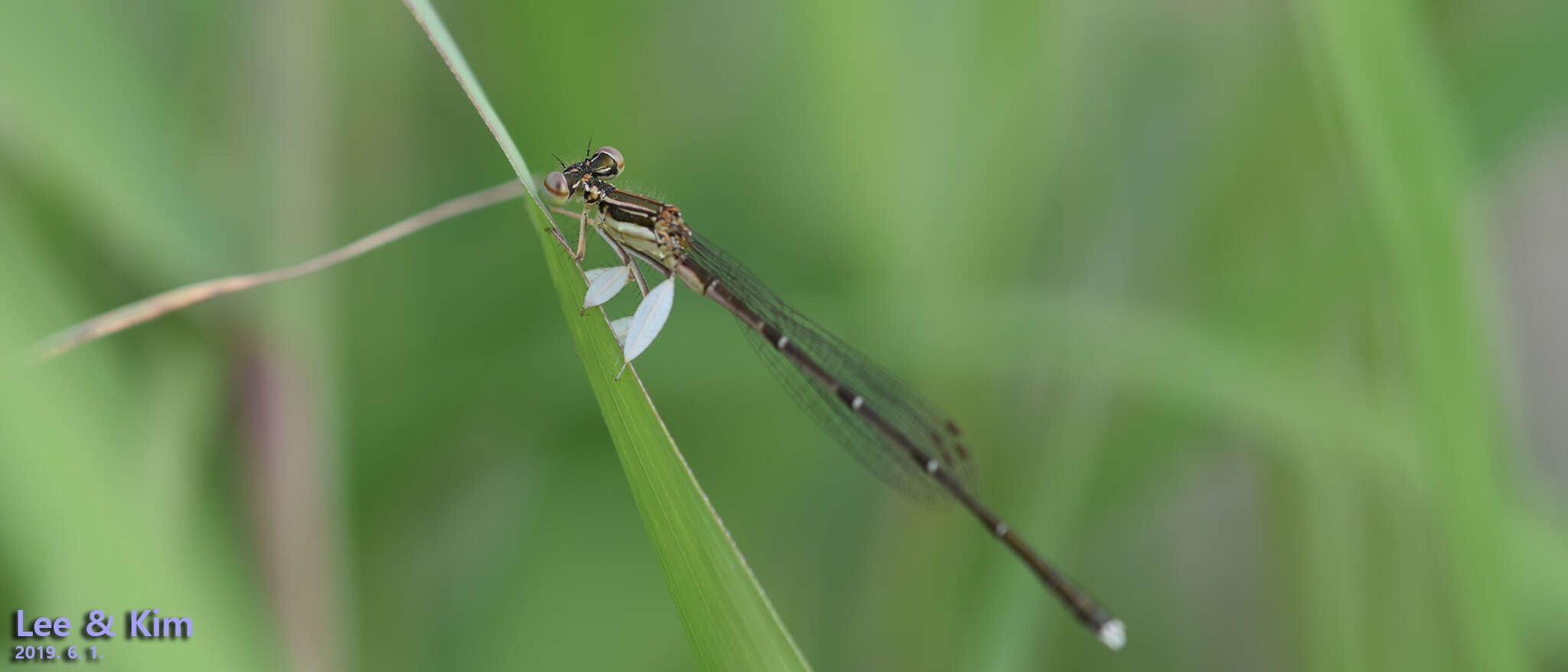 Image of Platycnemis phyllopoda Djakonov 1926