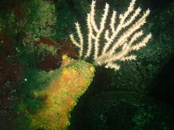 Image of Broad Sea Fan