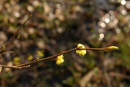 Image of northern spicebush