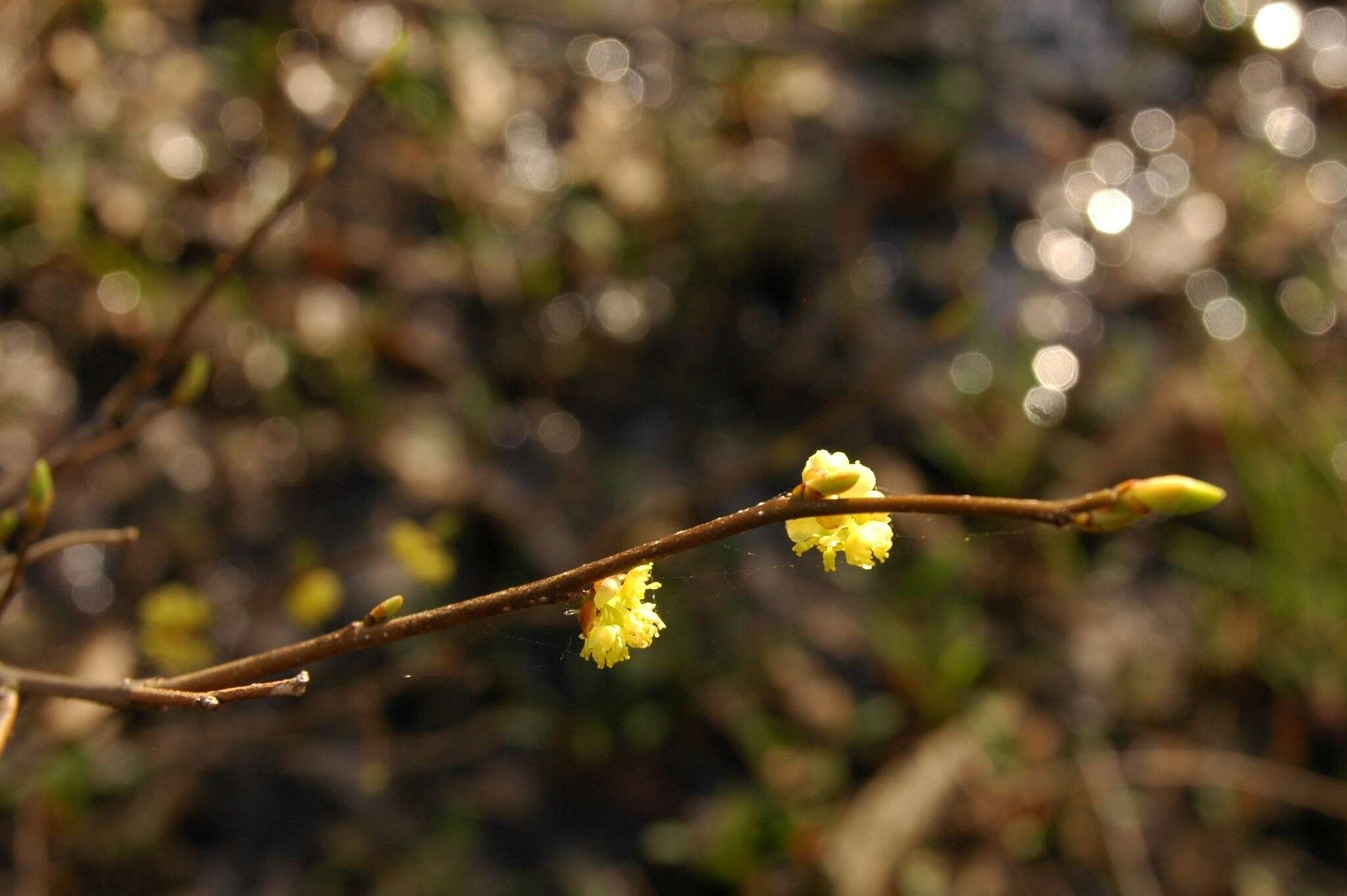 Image of northern spicebush