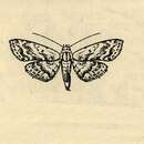 Image of Araeopteron acidalica Hampson 1910