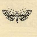 Sivun Araeopteron acidalica Hampson 1910 kuva