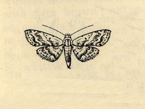 Sivun Araeopteron acidalica Hampson 1910 kuva