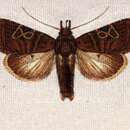 Eriopyga jamaicensis Hampson 1905 resmi