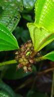 Image of Miconia conglomerata