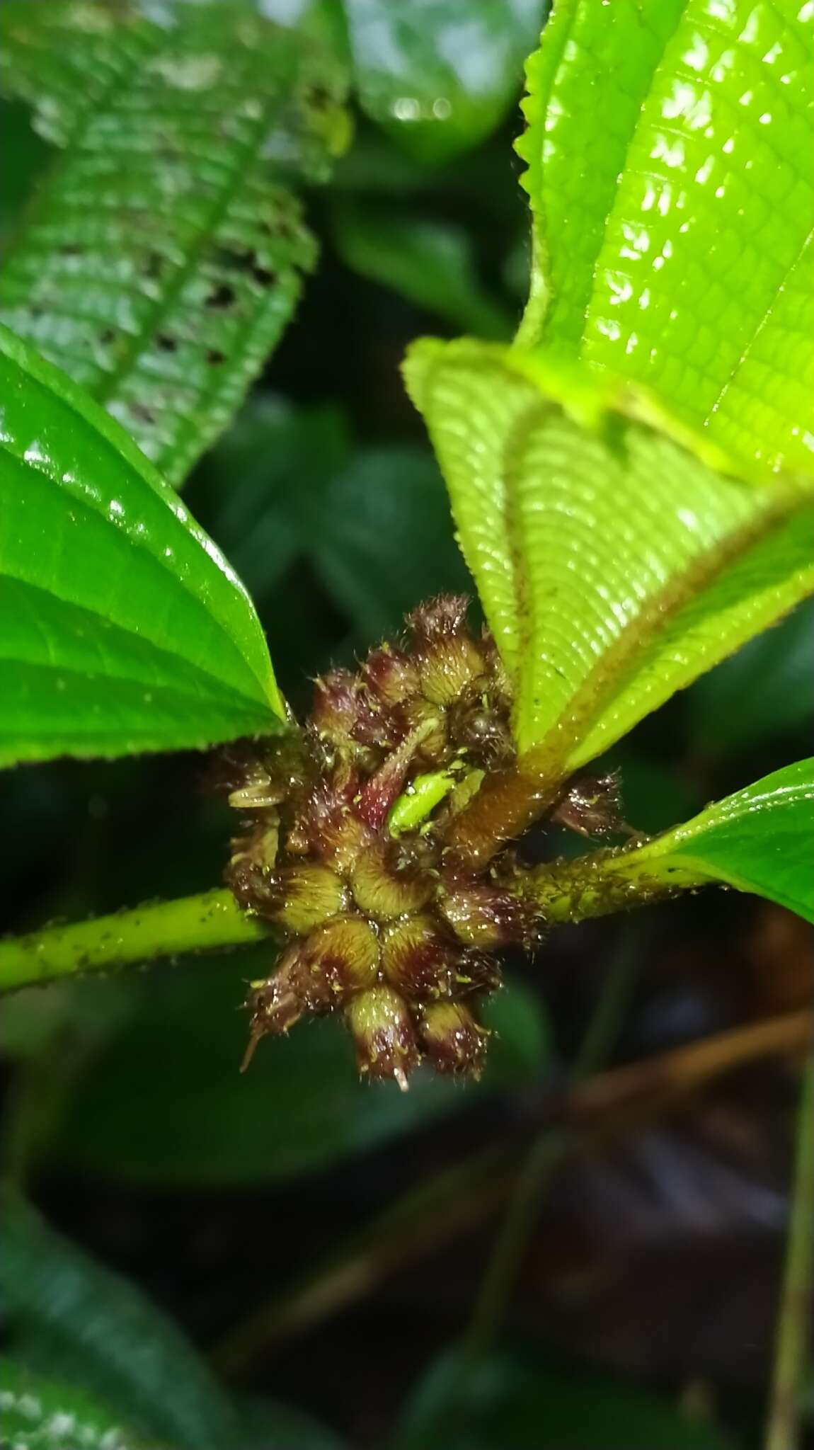 Image of Miconia conglomerata