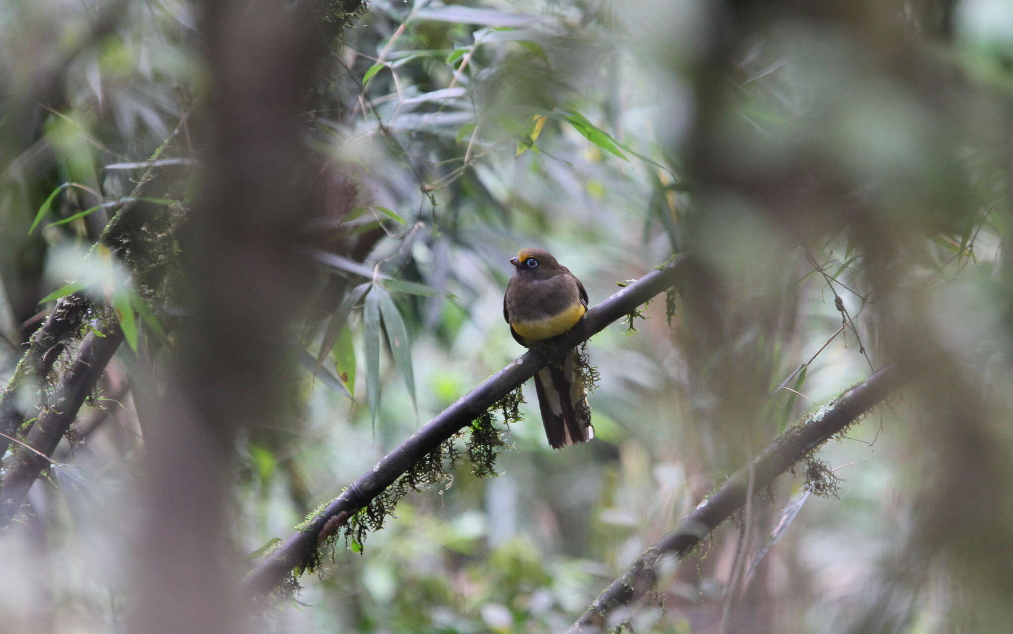 Image of Ward's Trogon