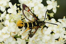 Image of Yellowlegged Clearwing Moth