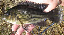 Image de Sargochromis carlottae (Boulenger 1905)