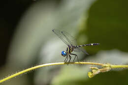 Imagem de Notiothemis robertsi Fraser 1944