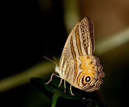 Image of Erites elegans Butler 1868