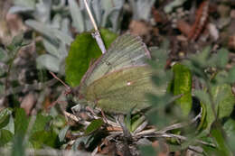 Image of Labrador Sulphur