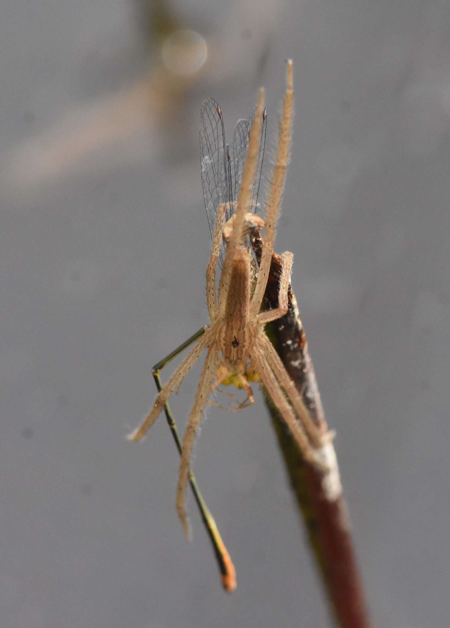 Image of Pisaurina undulata (Keyserling 1887)