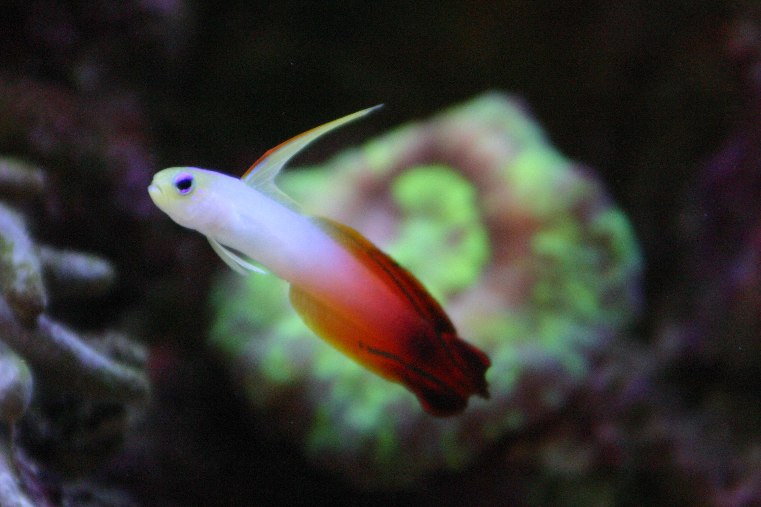 Image of Fire Dartfish