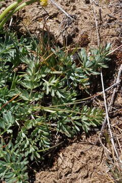 Imagem de Lomatium cous (S. Wats.) Coult. & Rose