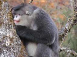 Image of Black Snub-nosed Monkey