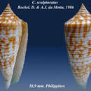 Conus sculpturatus Röckel & da Motta 1986的圖片