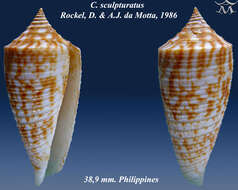 Image of Conus sculpturatus Röckel & da Motta 1986