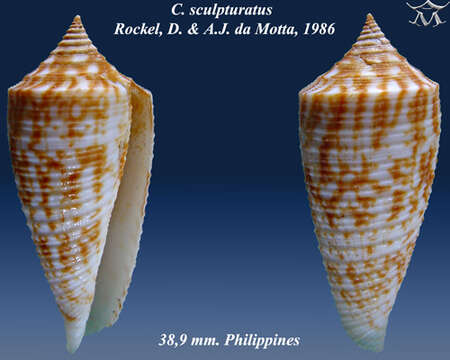 Conus sculpturatus Röckel & da Motta 1986的圖片