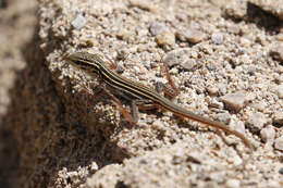 Image of Sonoran Spotted Whiptail