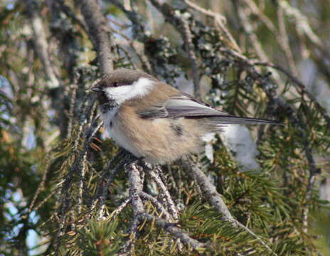 Image of Chickadee