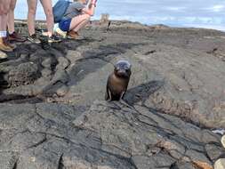 Image de Arctocéphale des Galapagos