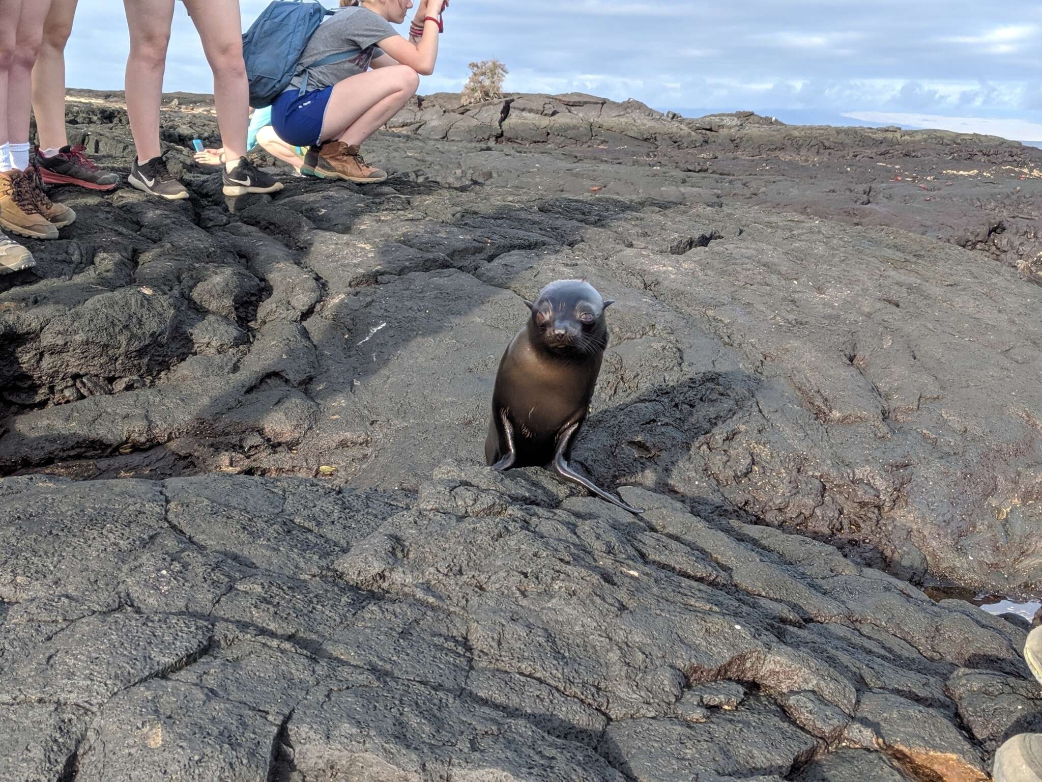 Image of Galapagos Fur Seal