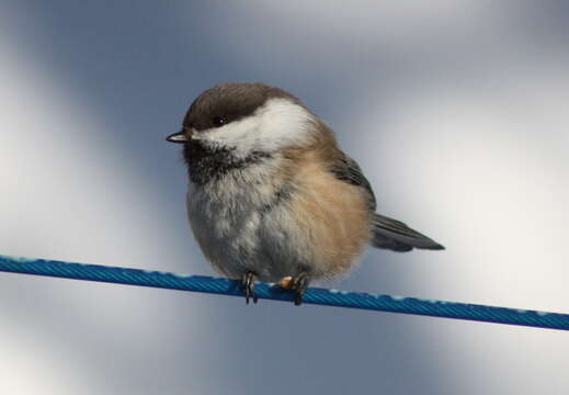 Image of Grey-headed Chickadee