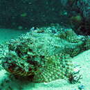 Image of Eastern Red scorpionfish