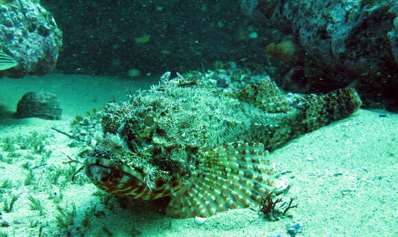 Image of Eastern Red scorpionfish