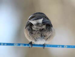 Image of Chickadee