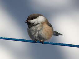 Image of Chickadee