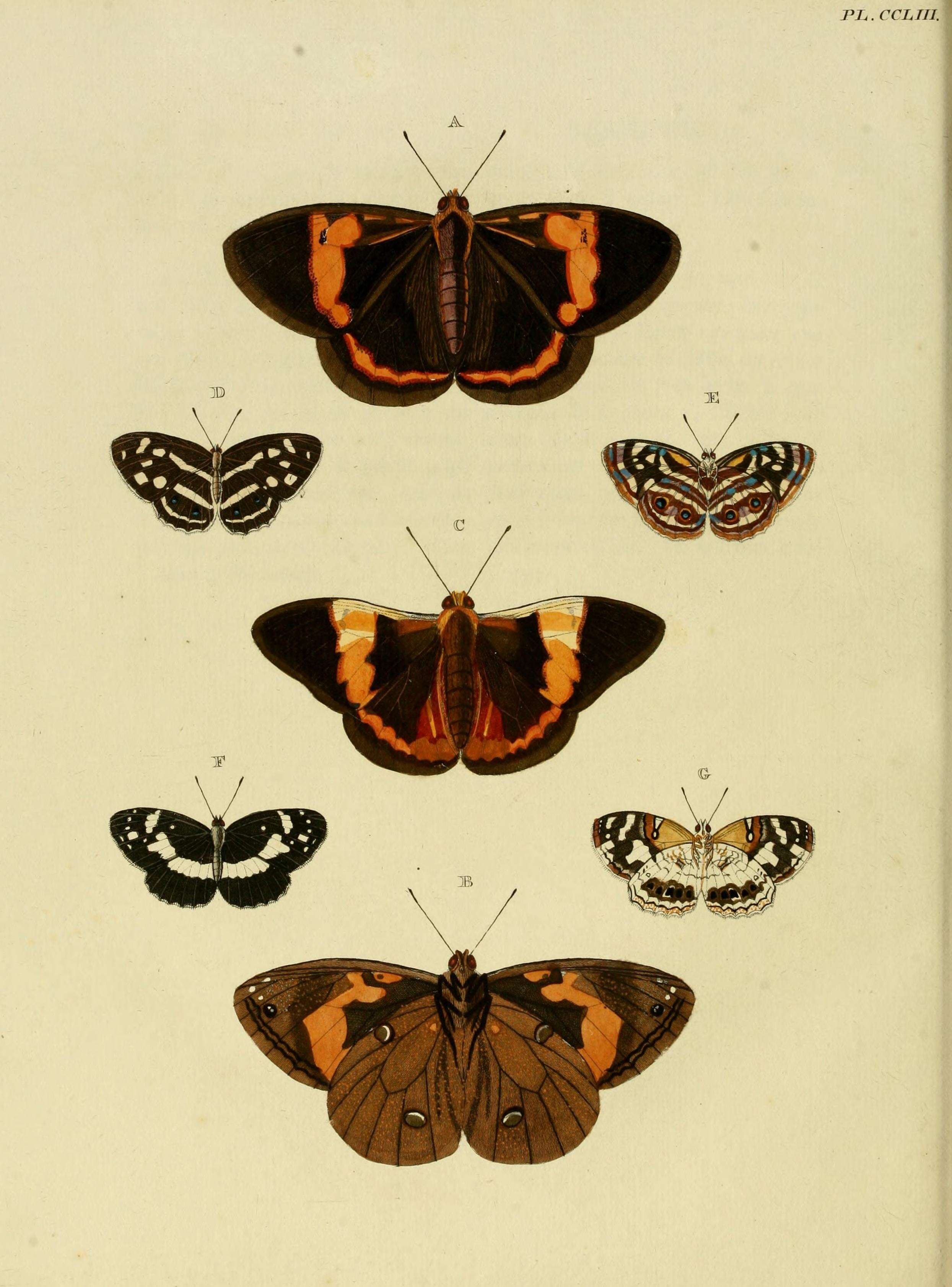 Image of Brassolis sophorae Linnaeus 1758